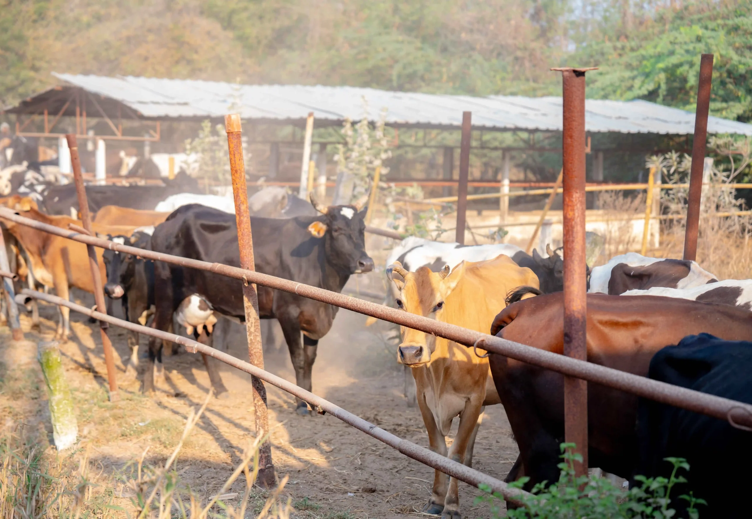 DSC05739_2_11zon-scaled