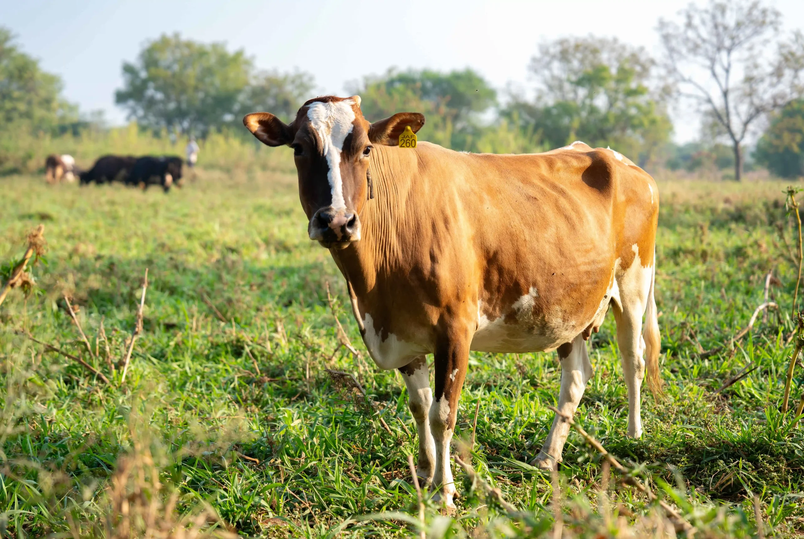 DSC05783_5_11zon-scaled