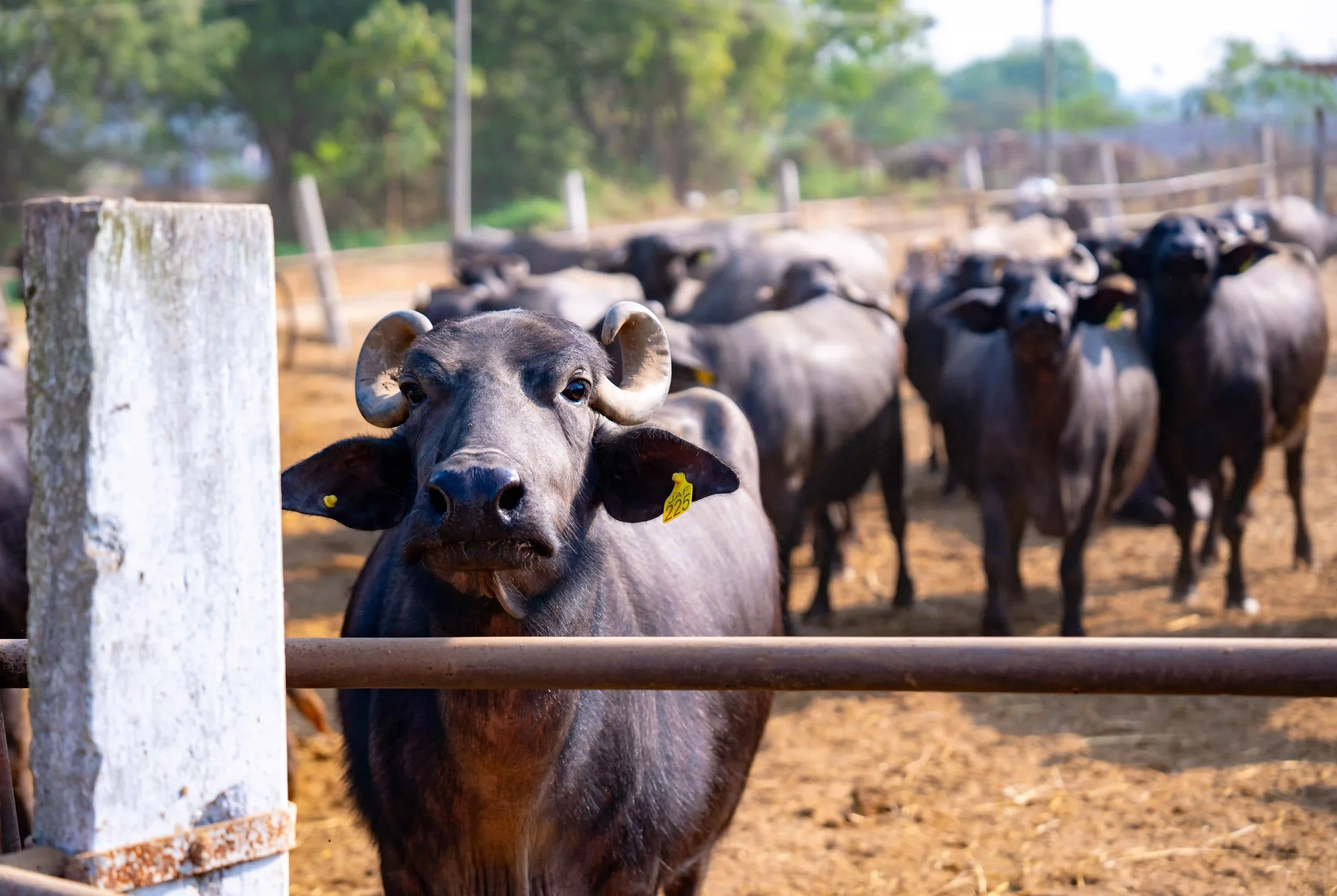 DSC06026_4_11zon-scaled